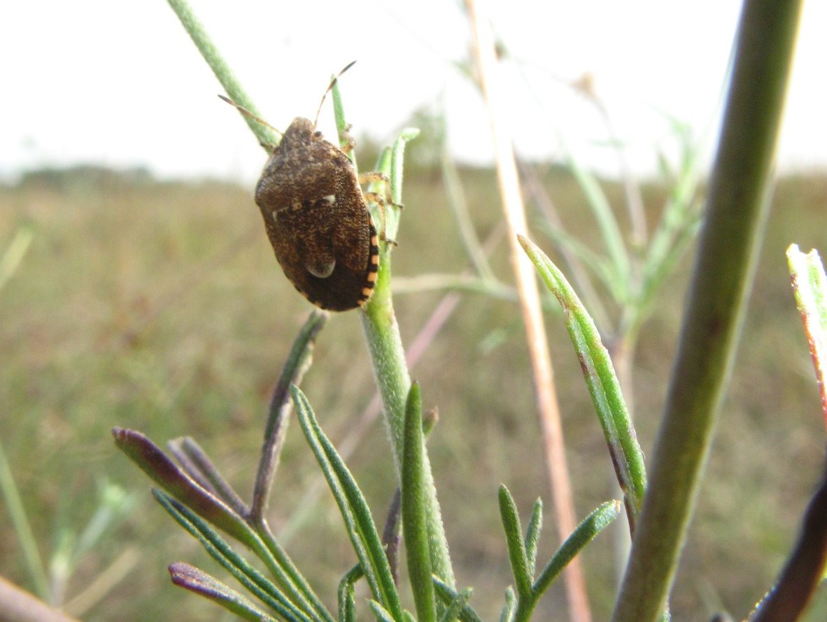 Heteroptera dei Colli Euganei